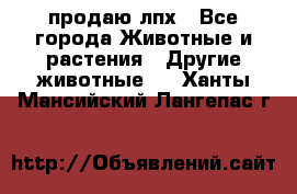 продаю лпх - Все города Животные и растения » Другие животные   . Ханты-Мансийский,Лангепас г.